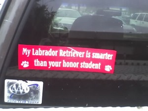 My Labrador Retriever is smarter than your honor student